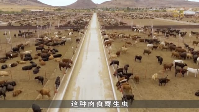 美国现首起螺旋蝇蛆病病例 患者曾赴萨尔瓦多