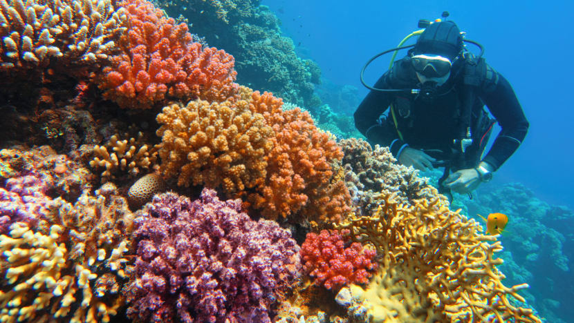 Demand, costs for scuba diving up in Singapore