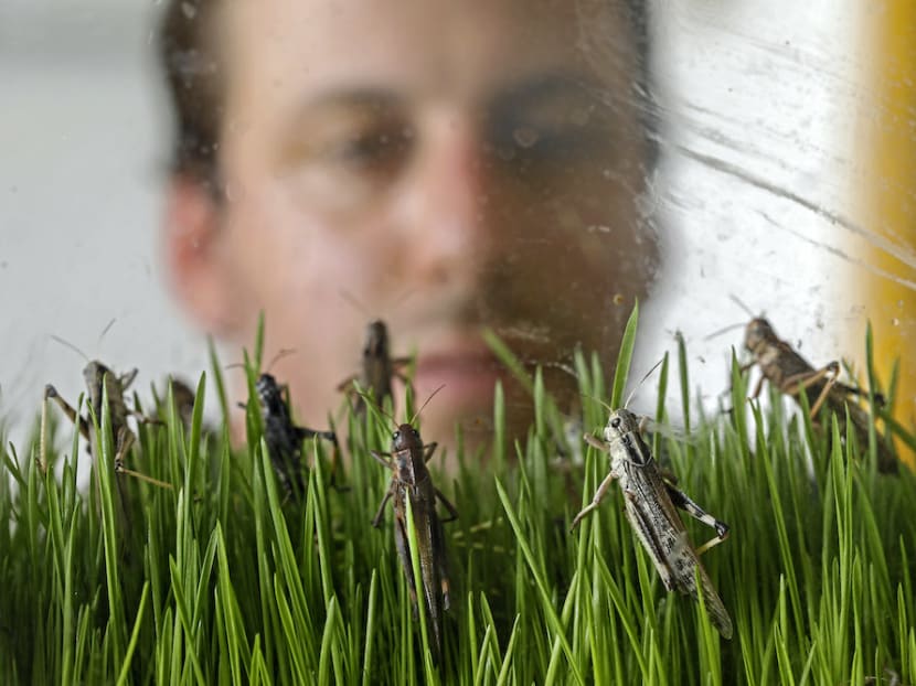 A worker at the Hargol grasshoppers breeding farm watches grasshoppers at the farm in the Kidmat Tzvi settlement in the Israeli-annexed Golan Heights.