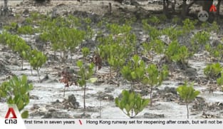 Rare mangroves from Timor-Leste to be planted in Singapore's Bay East Garden