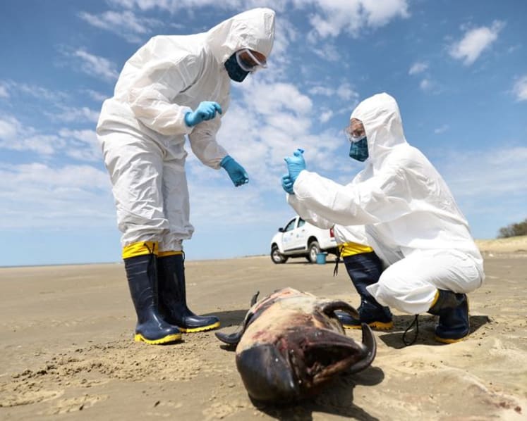 Commentary: Which infectious disease is likely to be the biggest emerging problem in 2025?