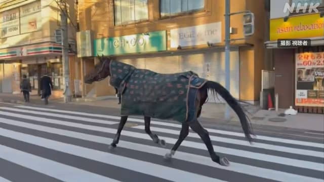 日本发生马匹逃离校园街上游荡20分钟后自行返回