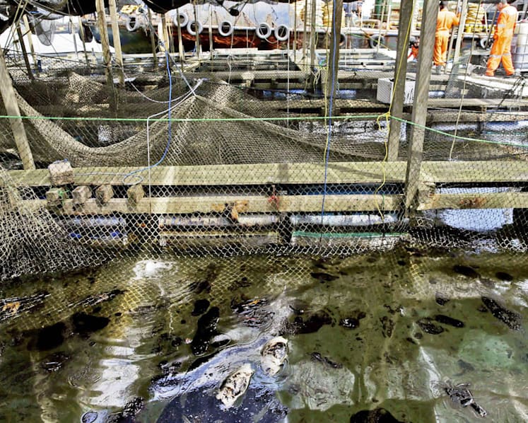 AVA lifts suspension on 2 fish farms hit by oil spill