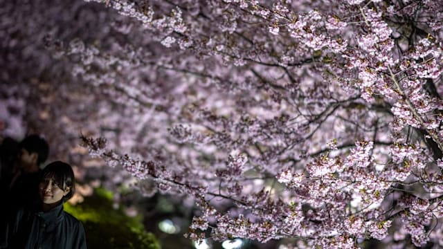 日本河津樱陆续绽放 风景如画