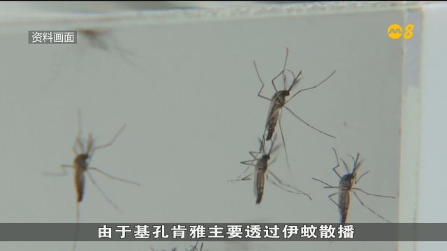 本地基孔肯雅病例有所增加