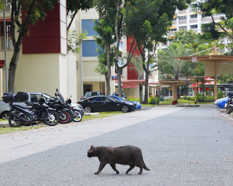 Man, 40, arrested in connection with Yishun cat abuse cases