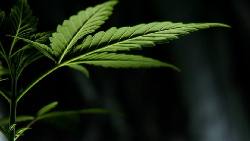 Industri ganja, ketum perlu mekanisme kawalan teratur, kata Menteri Dalam Negeri M'sia Industri ganja, ketum perlu mekanisme kawalan teratur, kata Menteri Dalam Negeri M'sia