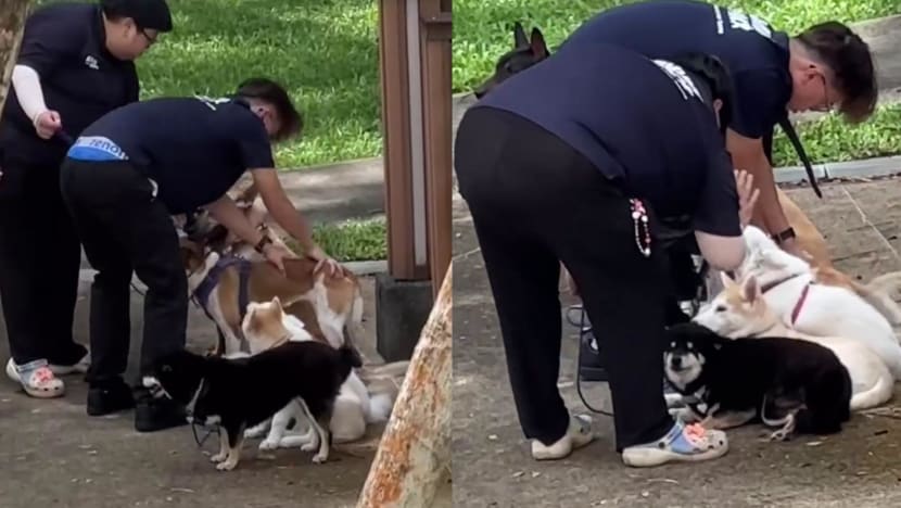 'Disgustingly inappropriate behaviour': Dog training firm suspends staff who pushed, hit animals 'Disgustingly inappropriate behaviour': Dog training firm suspends staff who pushed, hit animals