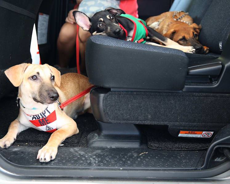 SOSD hopes UberPUPPIES will dispel misconceptions about street dogs