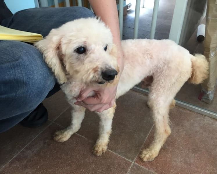 Owner of pet grooming school jailed, fined for abandoning 18 dogs