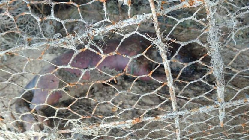 2 memerang ditemui mati di pelantar laluan Kelab Pelayaran Changi 2 memerang ditemui mati di pelantar laluan Kelab Pelayaran Changi