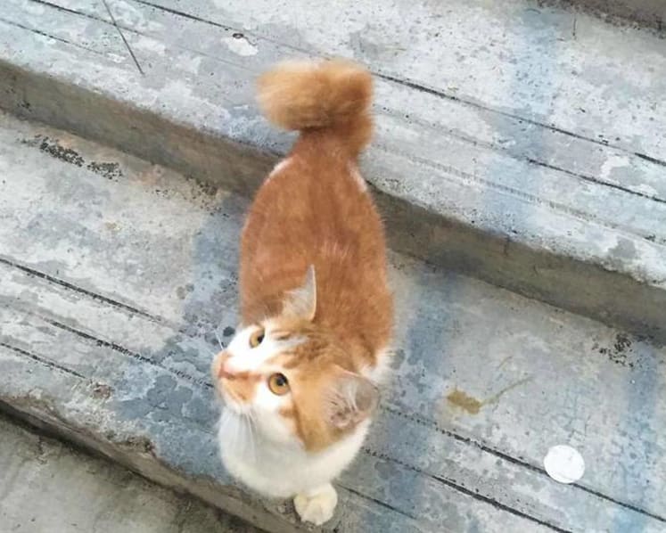 Asked to feed her friend's cats while she's on holiday, woman steals from Yishun flat instead