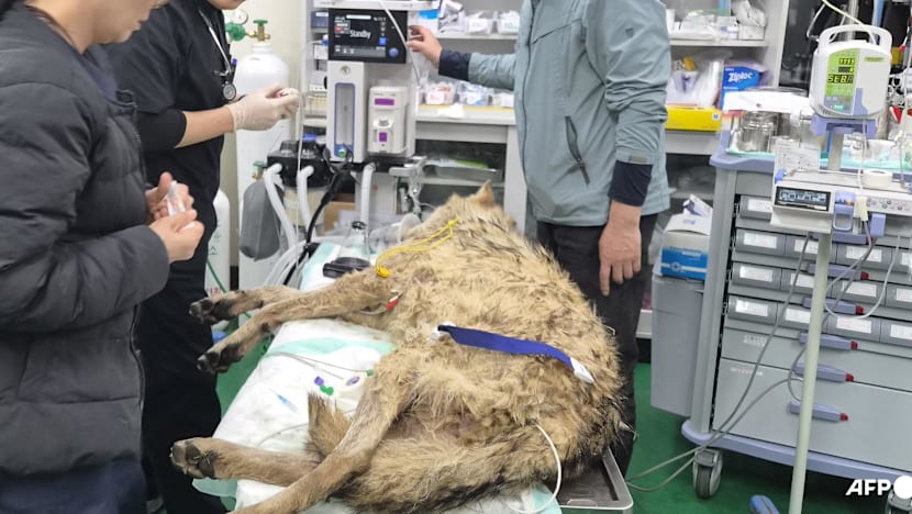 South Korea arrests man for spreading AI-generated image of escaped wolf