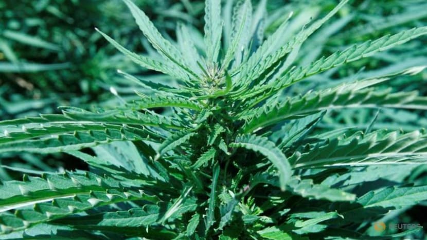 Legalisation bids boost outlook for US cannabis industry