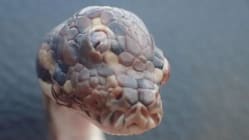 Related article image