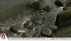 150-metre trial in Botanic Gardens aims to encourage mindful engagement with nature