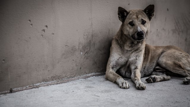 马国老翁投掷爆竹 流浪狗当场被炸死