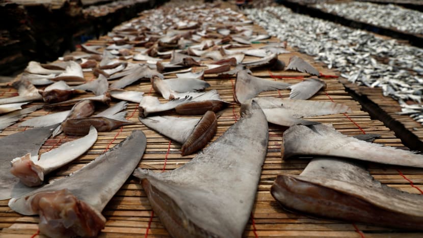 Products from threatened species of sharks and rays sold in S’pore: Study