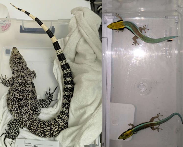 16 wildlife specimens, including endangered species, seized in NParks raids