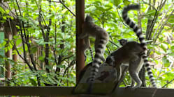Related article image