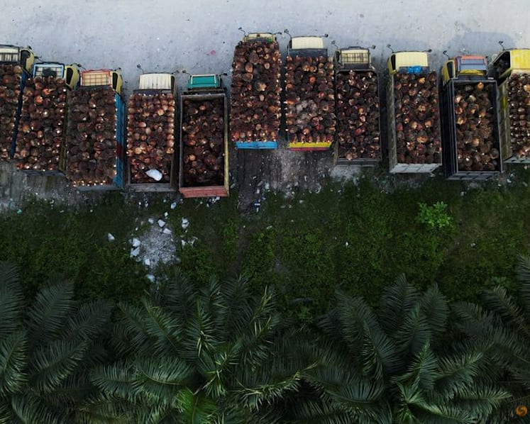 Indonesia mulls palm oil export levy hike to support biodiesel mandate