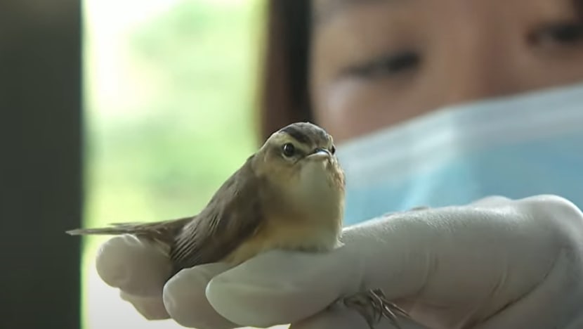 Singapore creating transmission model to predict potential spread of bird flu Singapore creating transmission model to predict potential spread of bird flu