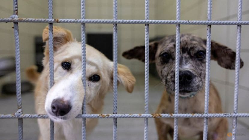 Türkiye presents Bill to get stray dogs off the streets Türkiye presents Bill to get stray dogs off the streets