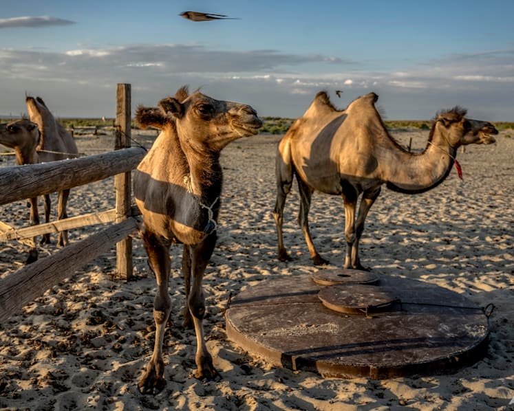 Commentary: Will camels be the next cows in the dairy industry?
