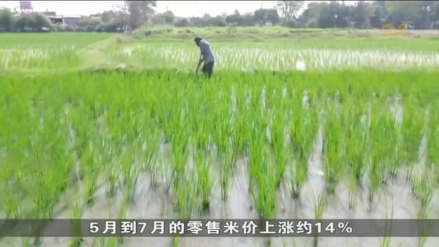 降雨不足影响收成 印度米价持续走高