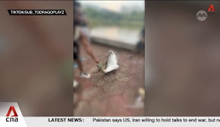 NParks reminds public to only fish in designated areas after viral video