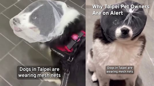 Taiwan Dog Owners Are Putting Mesh Masks Over Their Pets To Prevent Them From Eating Rat Poison Amid Hantavirus Concerns