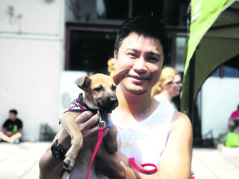 Finding homes for dogs Finding homes for dogs