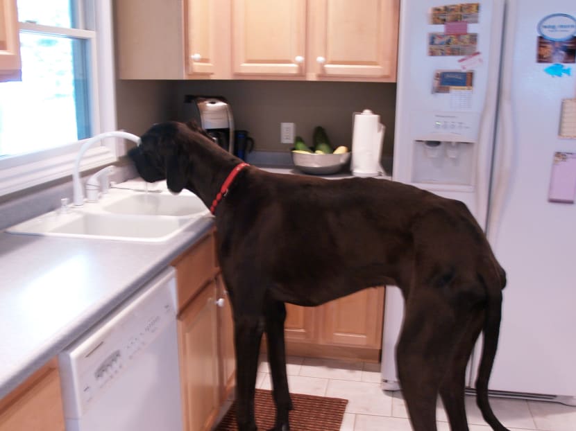 World's tallest dog dies at age 5 - TODAY