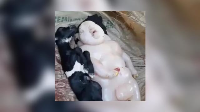 菲母羊生出“半猪半人”怪胎 全身光滑有肚脐