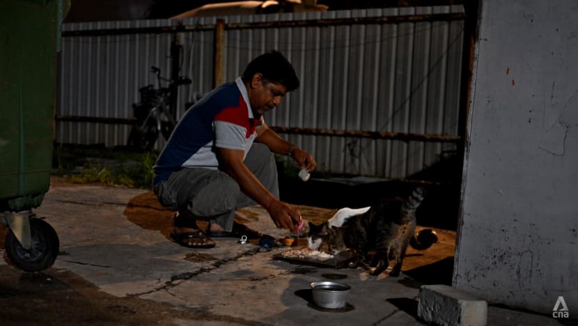 In Singapore's industrial fringe, migrant workers form unlikely bonds with stray animals