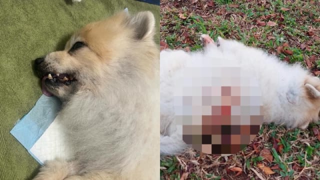 爱犬遭他人恶犬咬死 痛心狗主吁目击者供线索