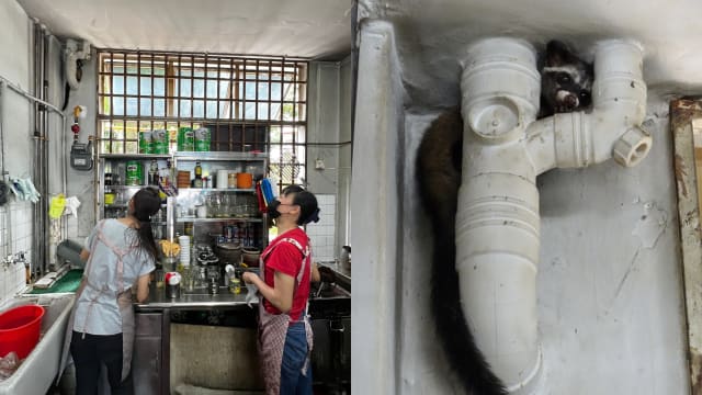 果子狸躲女皇镇咖啡店角落 已被公园局派人员带走
