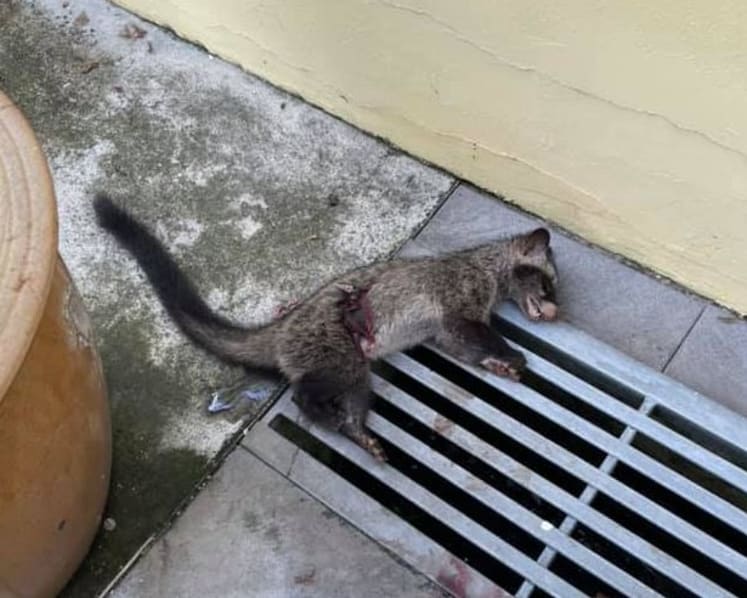 Blow dart found in dead civet in Kembangan residence