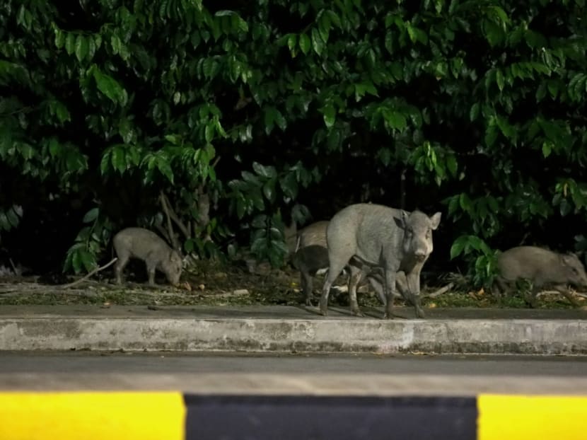 A file photo of a wild boar in Singapore.