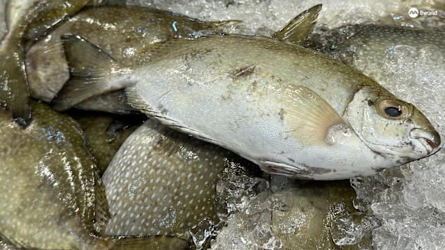 受访鱼贩： 白肚鱼年初二买气比往年弱 