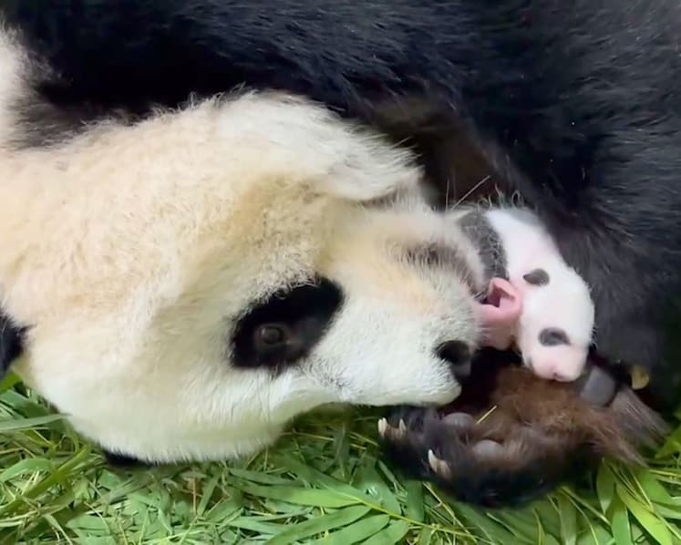 Squats, pee swaps and the ‘roller-coaster ride’ of making a panda baby in Singapore