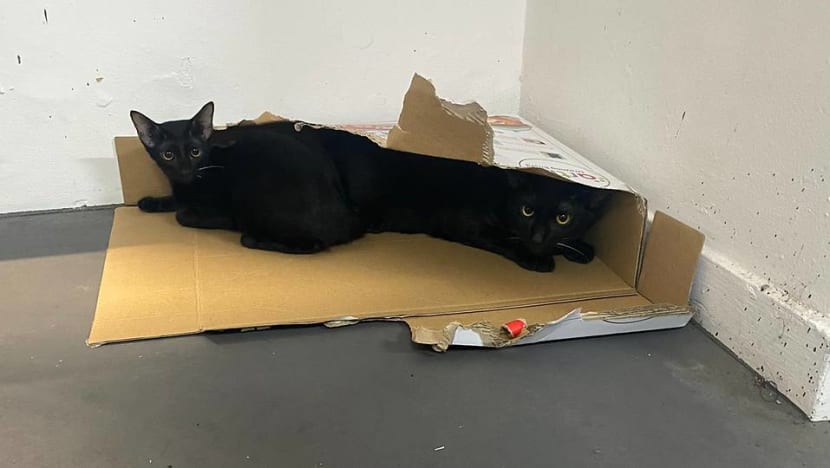 Woman fined for abandoning 4 cats, fearing they could spread COVID-19