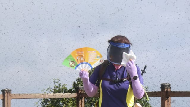 韩国进入夏季 首尔等地爆发“爱情虫”危机