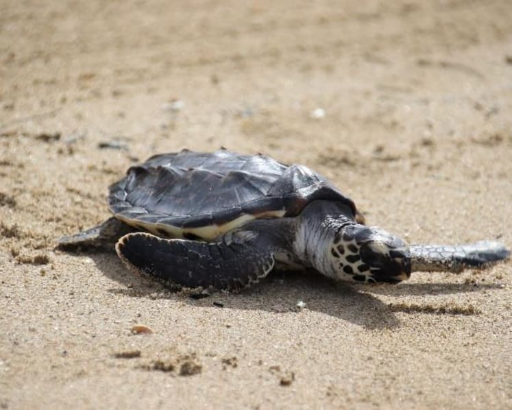 Hawksbill turtle rescued from brink of death released back into the wild