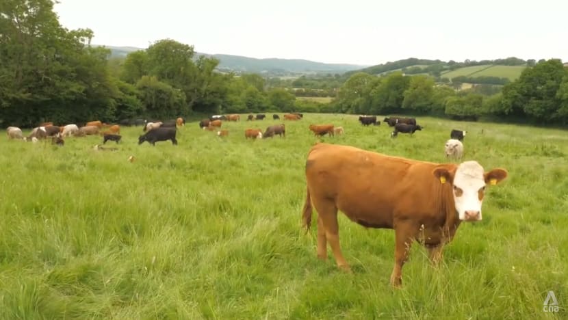 Growing concern among UK farmers of competition from cheaper, lower quality imports under new trade deal Growing concern among UK farmers of competition from cheaper, lower quality imports under new trade deal