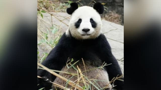 20岁大熊猫彤彤两月前猝死 死因：多器官出血呼吸衰竭