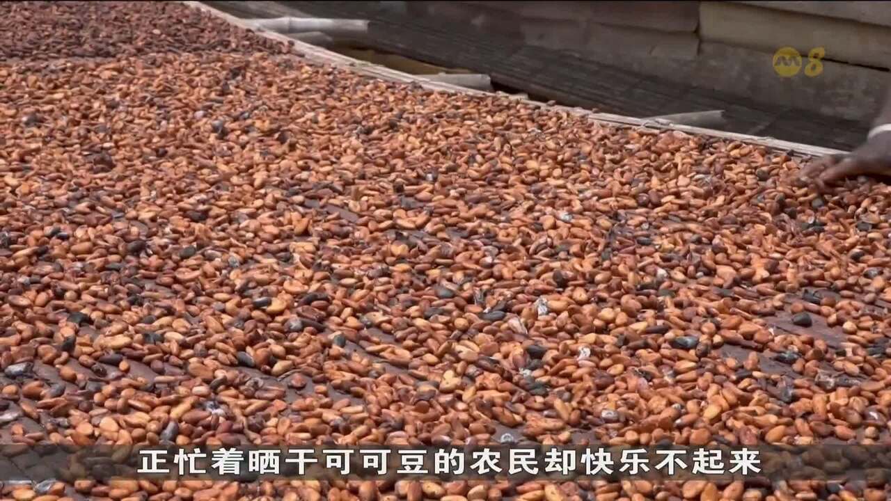 非洲可可生产收成锐减巧克力价格料居高不下- 8world