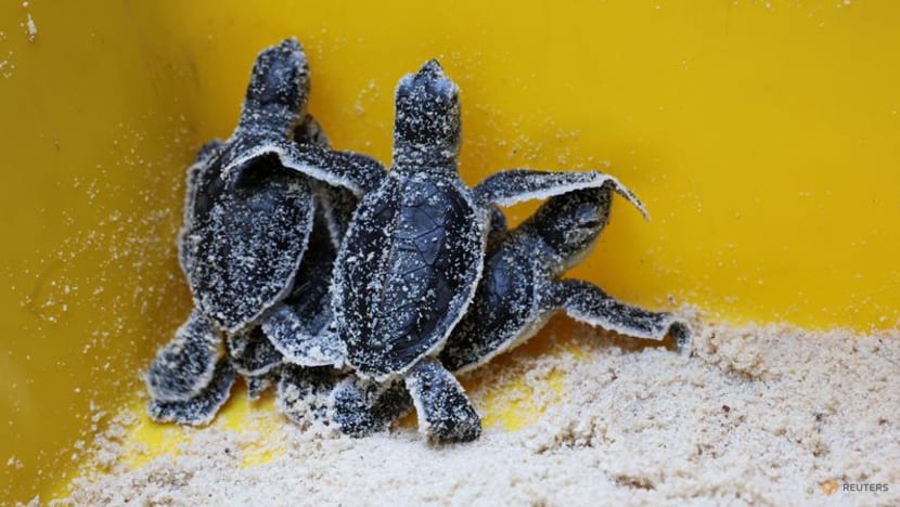 In Malaysia, warmer temperatures mean fewer male turtles, hurting conservation efforts In Malaysia, warmer temperatures mean fewer male turtles, hurting conservation efforts