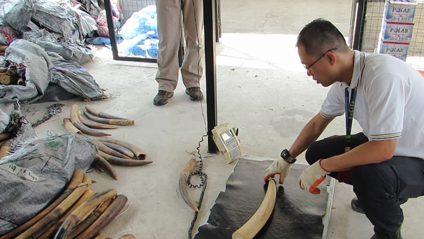 Ivory seized by S’pore authorities in March to undergo DNA analysis
