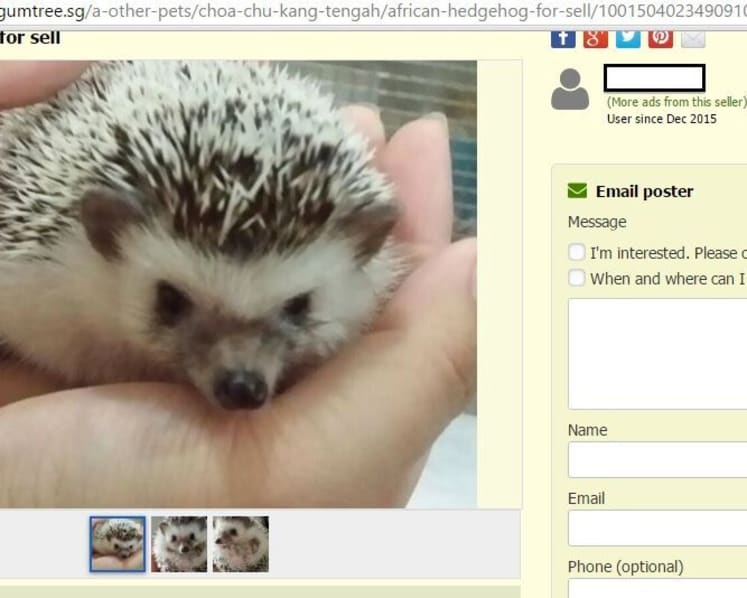 Illegal pet advertisements rife on online platforms: ACRES